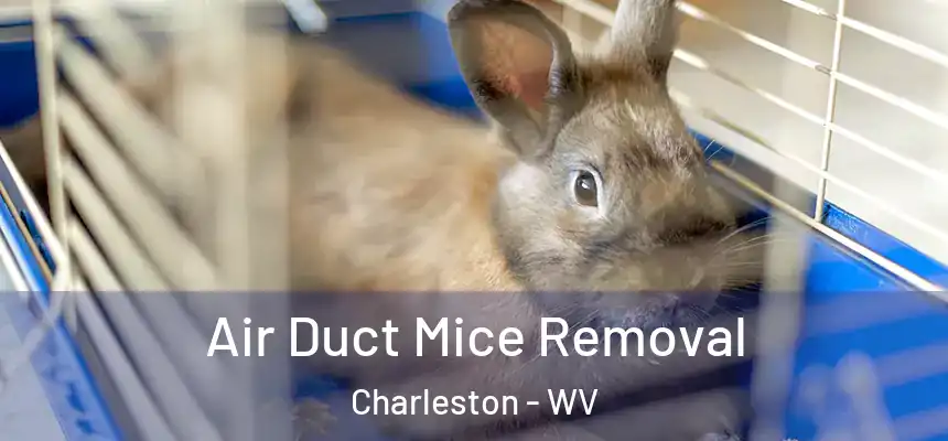  Air Duct Mice Removal Charleston - WV